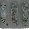 musch cribrellum pupa4 volg111